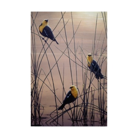 Jeff Tift 'Yellow Headed B Birds' Canvas Art,22x32